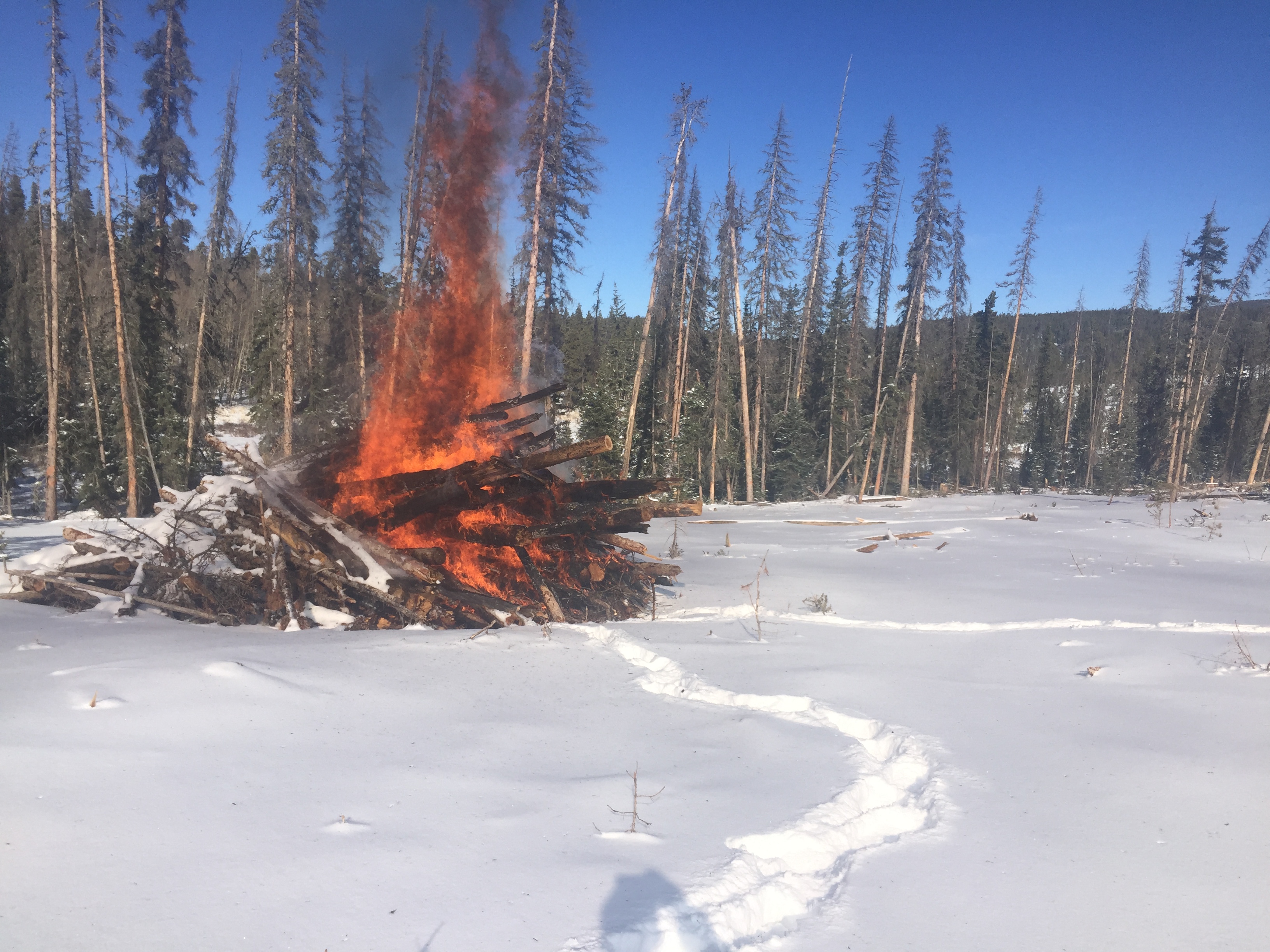 Slash pile burn in winter forest clearing